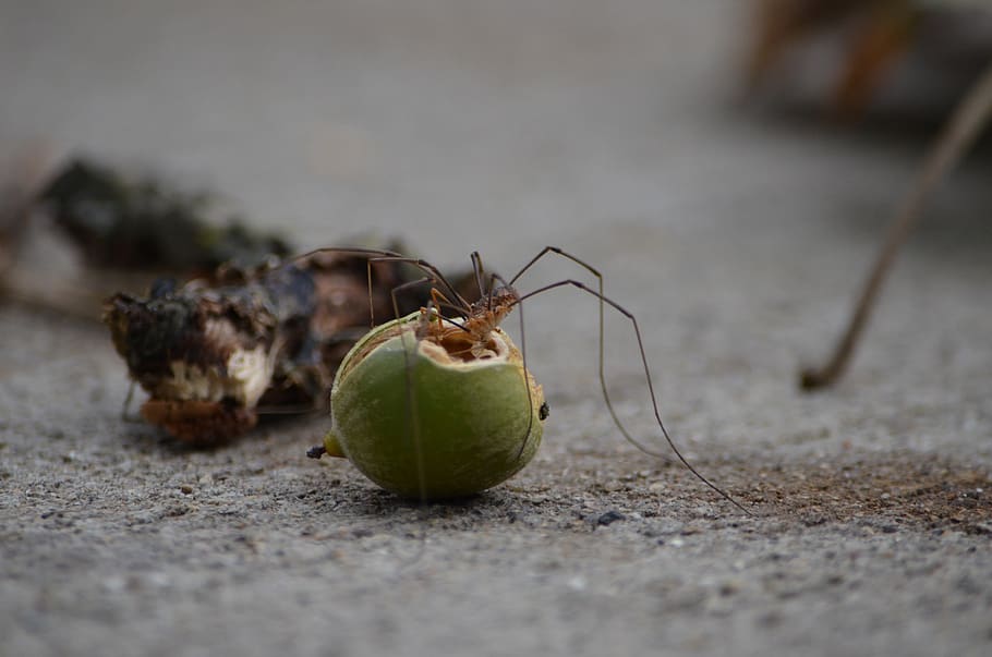 spider, long, leg, eating, fall, nut, bite, fang, delicate, HD wallpaper