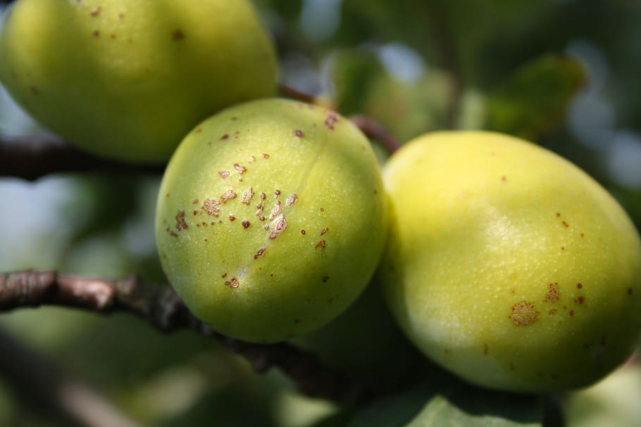 pear, fruit, healthy, food, fresh, fruits, sweet, mature, nutrition HD wallpaper