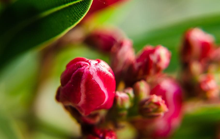 nature, flower, bud, rose, red, colour, color, close up, macro HD wallpaper