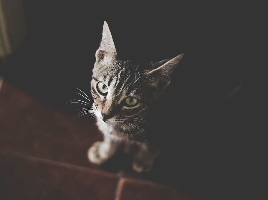 cat, pet, animal, black, floor, kitten, cute, eyes, whiskers HD wallpaper