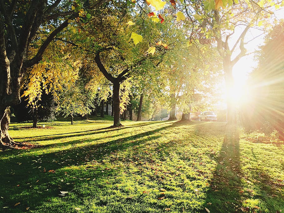 green trees during daytime, sunlight, grass, park, leaves, sunset HD wallpaper