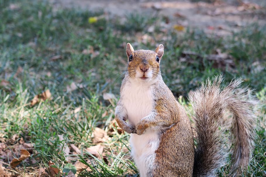 squirrel, nature, animal, chipmunk, park, animal themes, mammal HD wallpaper