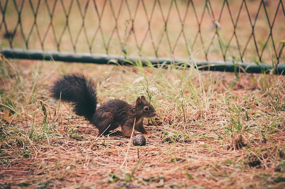 squirrel, forest, nature, animal, animal world, cute, rodent HD wallpaper