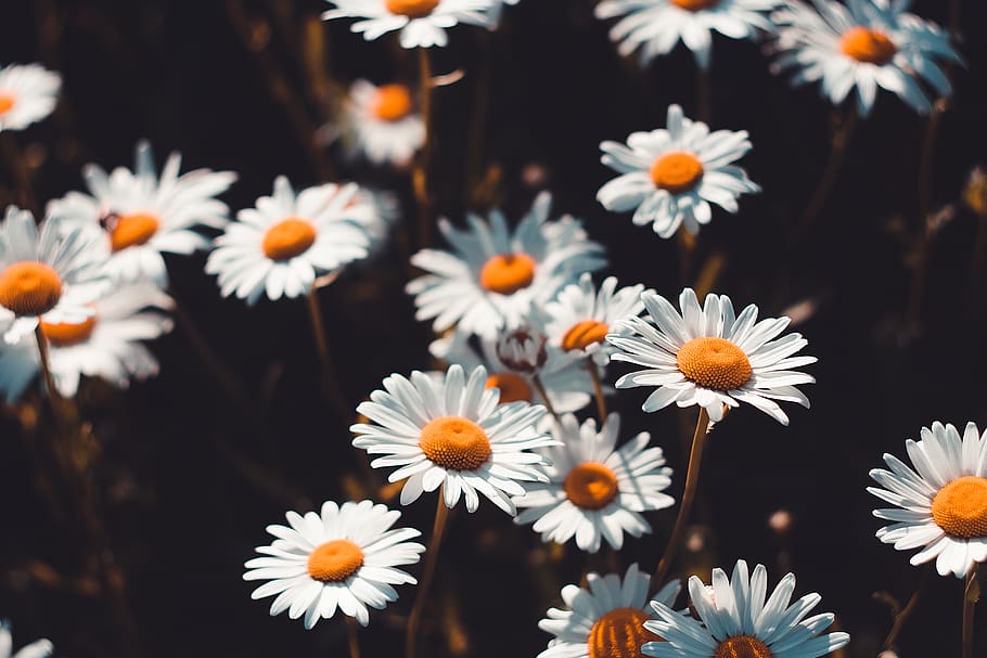 ukraine, kharkiv, background, simplicity, outdoor, nature, flowers HD wallpaper