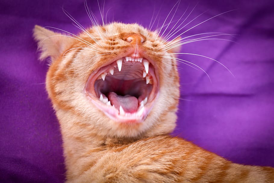 cat, pet, head, mackerel, fur, domestic cat, close up, yawn HD wallpaper