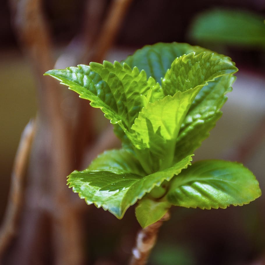 mint, herb, leaves, green, garden, menthol, herbs, healing HD wallpaper