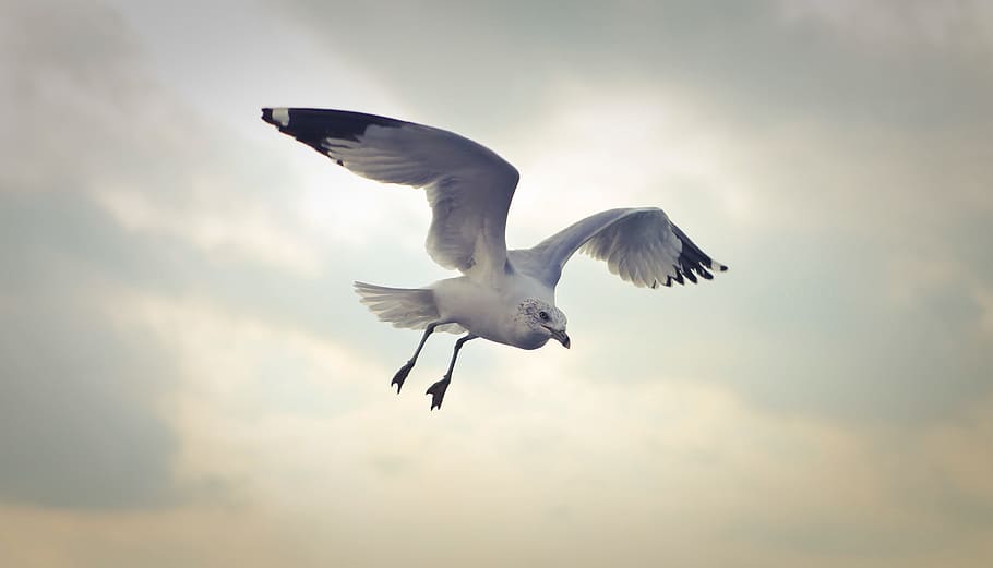 Seagull flying in the sky with cloudy background, wildlife, wing, HD wallpaper