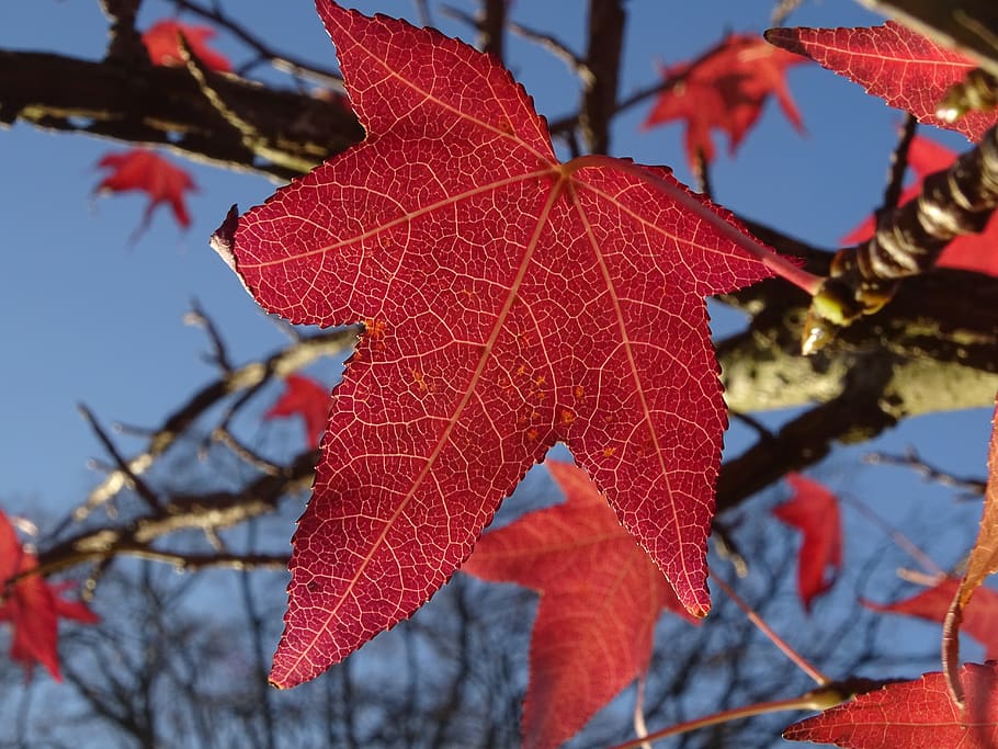 maple, leaf, fall, red, light, nature, season, foliage, plants HD wallpaper