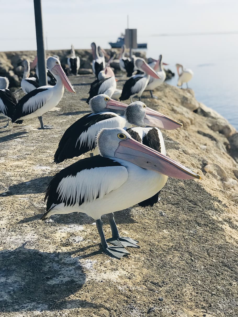pelican, boat ramp, bird, beach, water, seaside, nature, ocean, HD wallpaper
