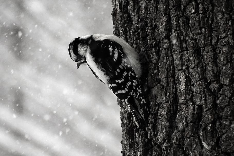 black and white bird perching on tree, animal, woodpecker, flicker bird HD wallpaper