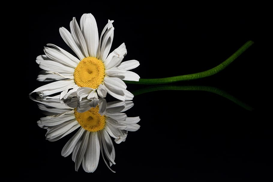 flower, reflection, close up, flowers, decoration, macro, flowering plant HD wallpaper