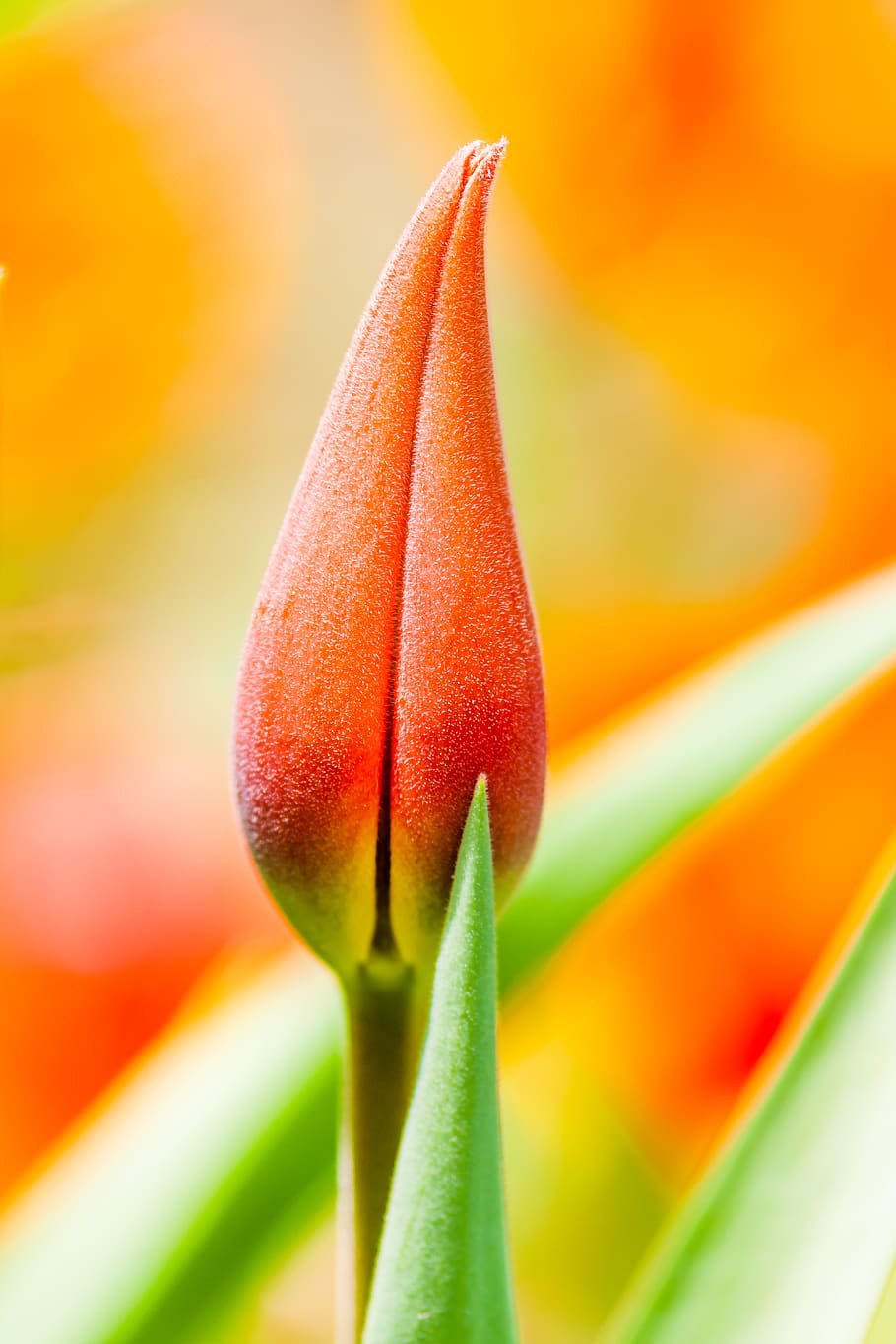 orange tulip bud, plant, flower, blossom, pruhonice, czech republic HD wallpaper
