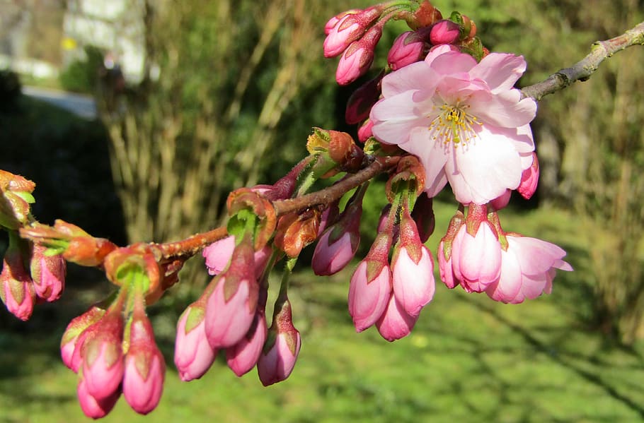 japanese cherry, spring, pink, white, flowers, branch, tree HD wallpaper