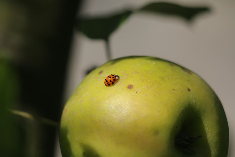 ladybug, insect, nature, beetle, orange, food and drink, healthy eating HD wallpaper