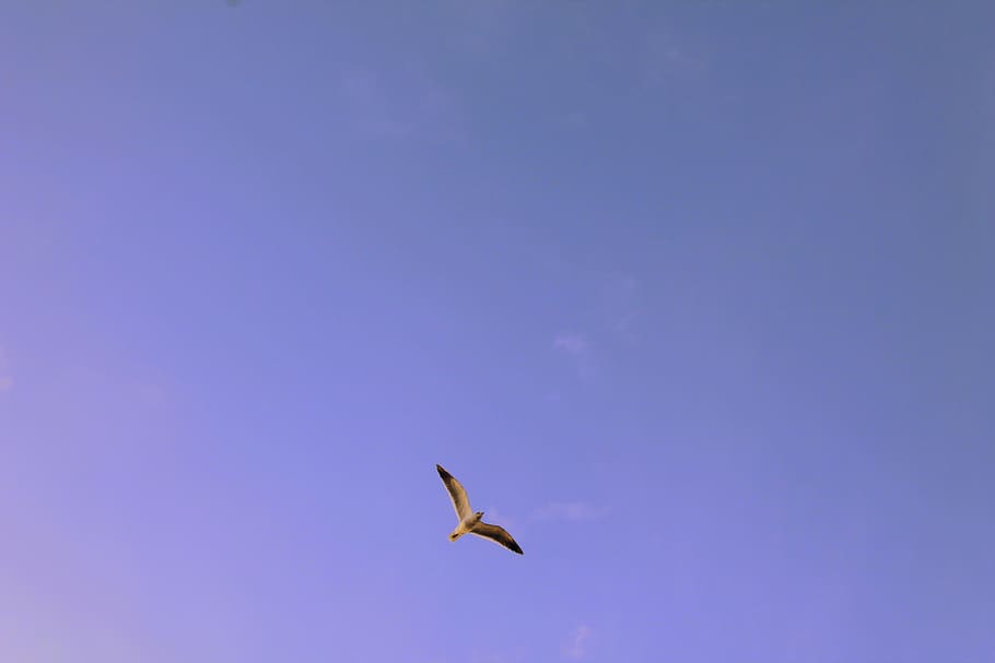 Black and White Seagull Flying during Day Time, sky, wings, animal HD wallpaper