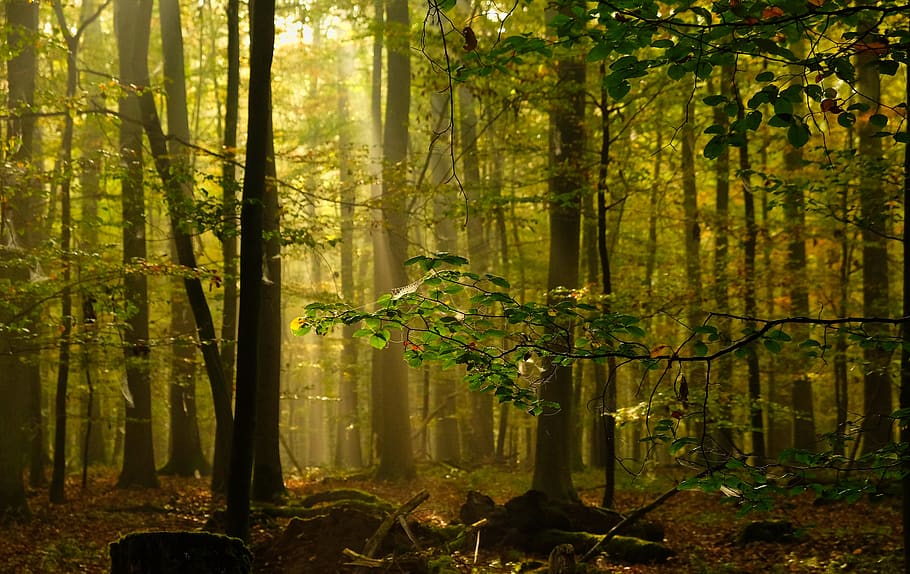 fog, mood, nature, light, morgenstimmung, forest, tree, land HD wallpaper