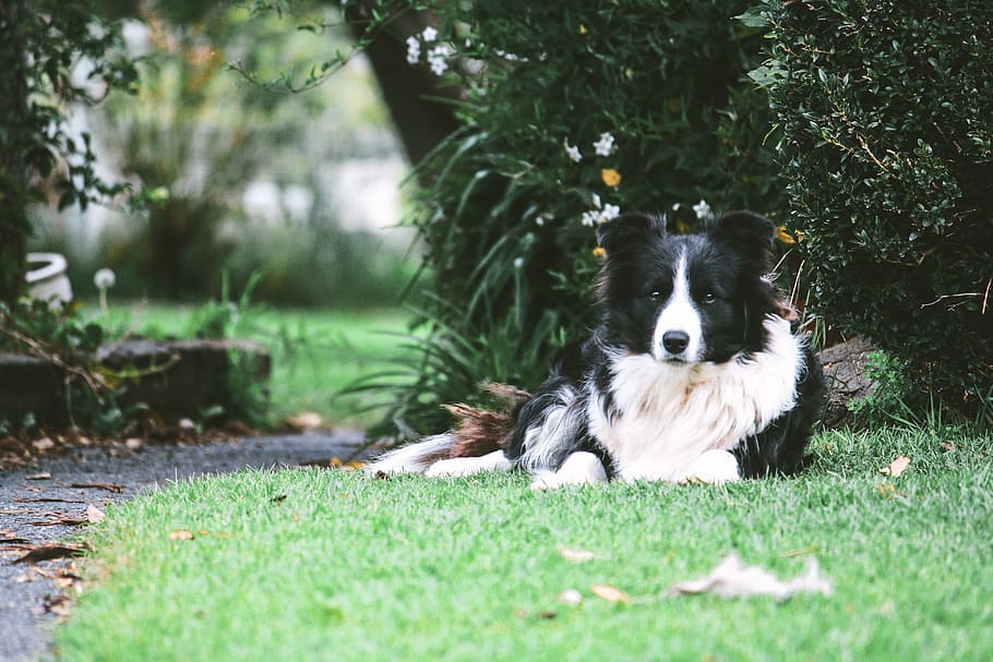 australia, tyabb, woolumbi farm, border, collie, border collie HD wallpaper