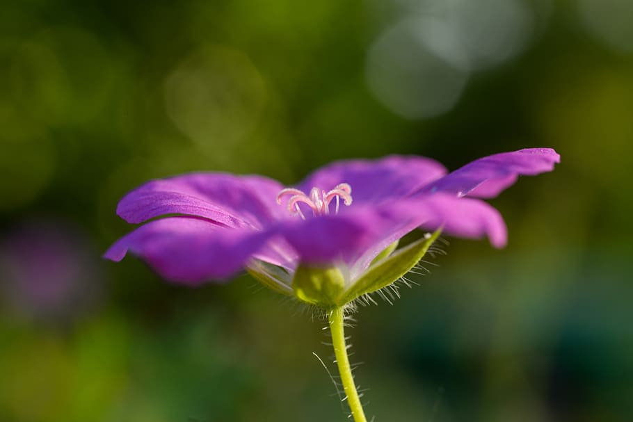 purple, flower, bloom, macro, nature, plant, blossom, garden HD wallpaper