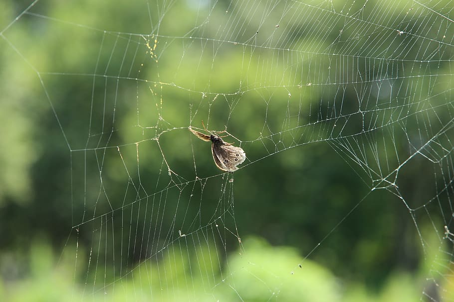 spider web, butterfly, victim, extraction, dead, wings, green HD wallpaper