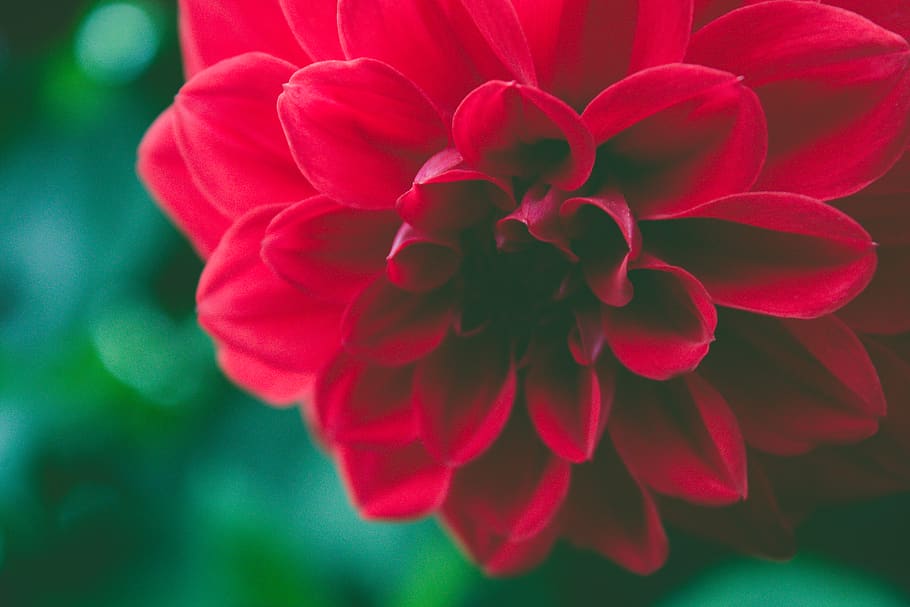 india, kerala, flowering plant, vulnerability, beauty in nature HD wallpaper
