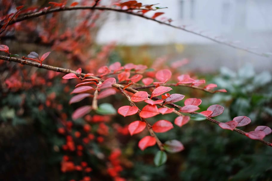 denmark, jyllinge, red, green, nature, leaves, autumn, colorfull HD wallpaper