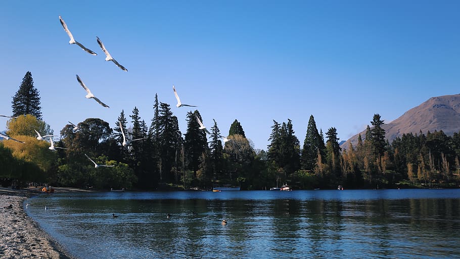 trees, lake, forest, water, plant, sky, nature, waterfront HD wallpaper