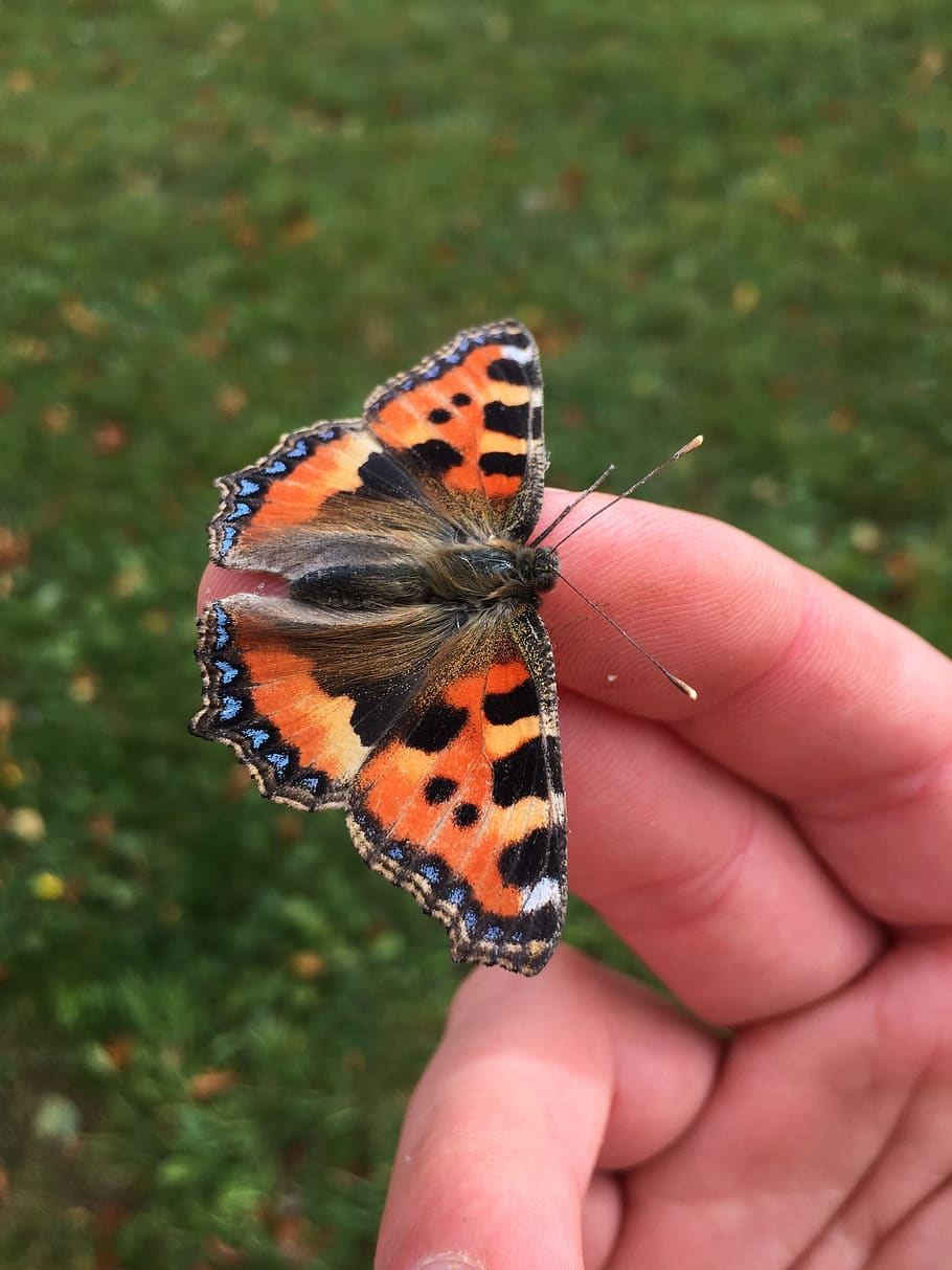 butterfly, hand, moth, insect, spring, human hand, animal wildlife HD wallpaper