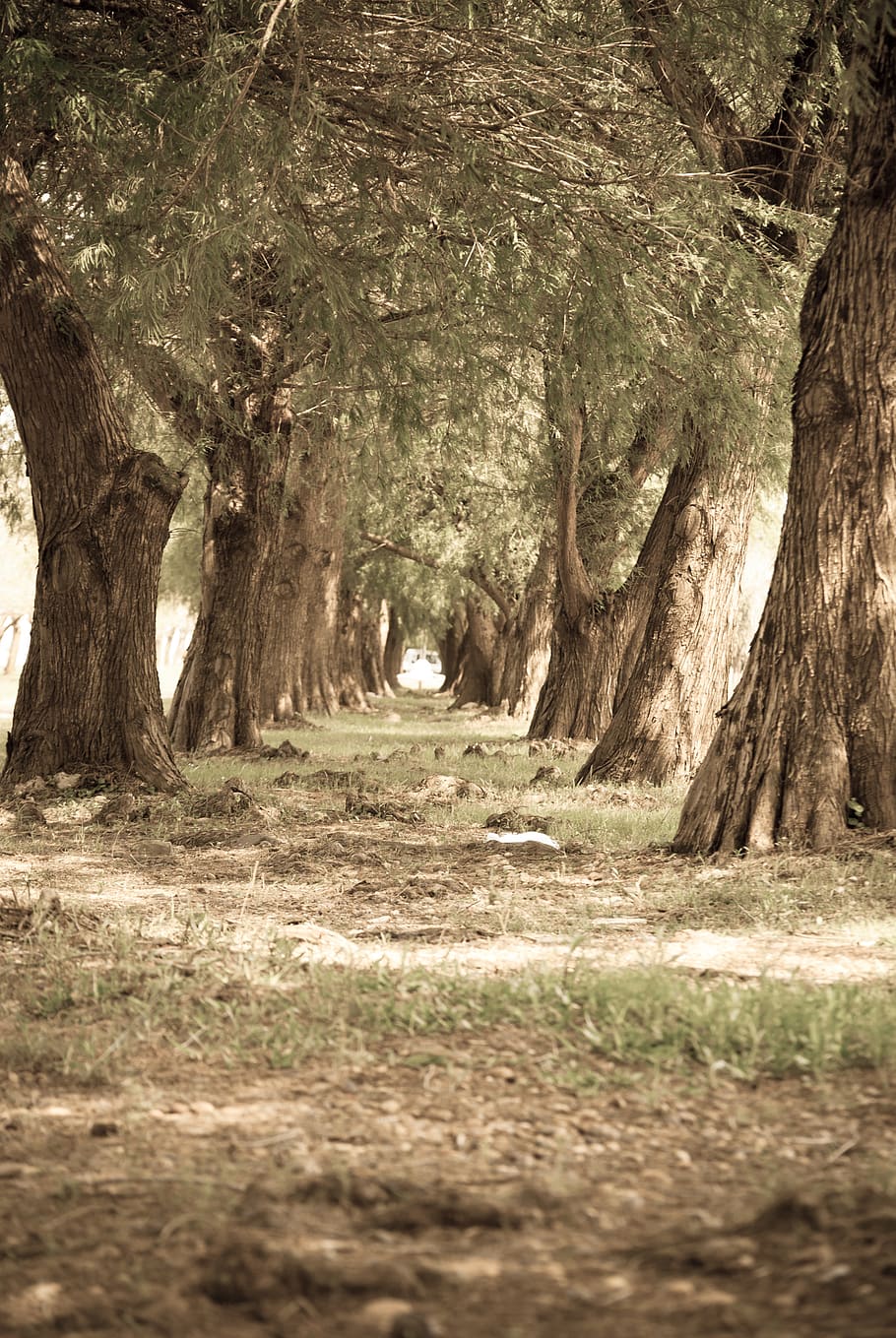 argentina, monte caseros, trees, forest, landscape, roads, plant HD wallpaper