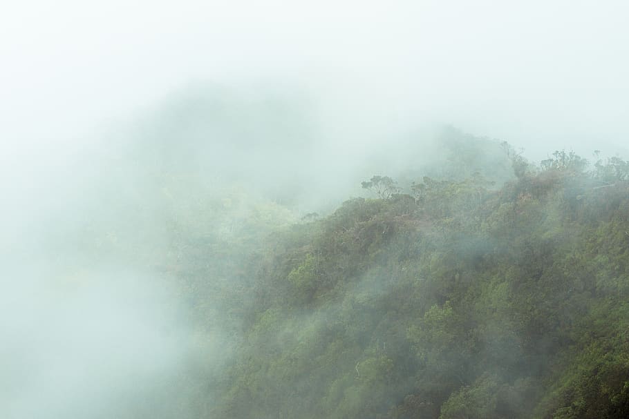 misty, trees, jungle, rainforest, tropics, tropical, mountains HD wallpaper