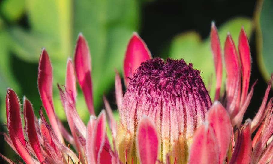 protea, pink, flower, blossom, plant, nature, bloom, garden HD wallpaper