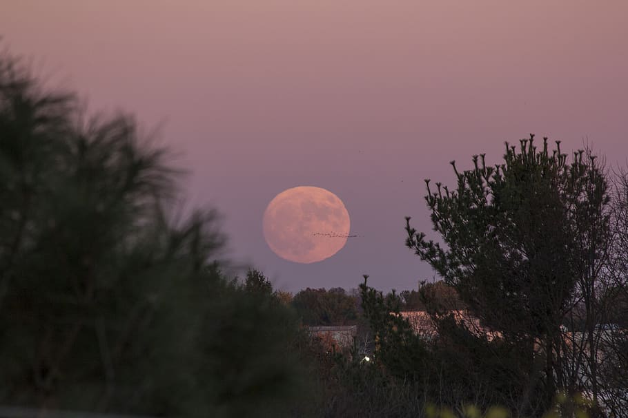 supermoon, geese, trees, moonrise, sky, plant, beauty in nature HD wallpaper