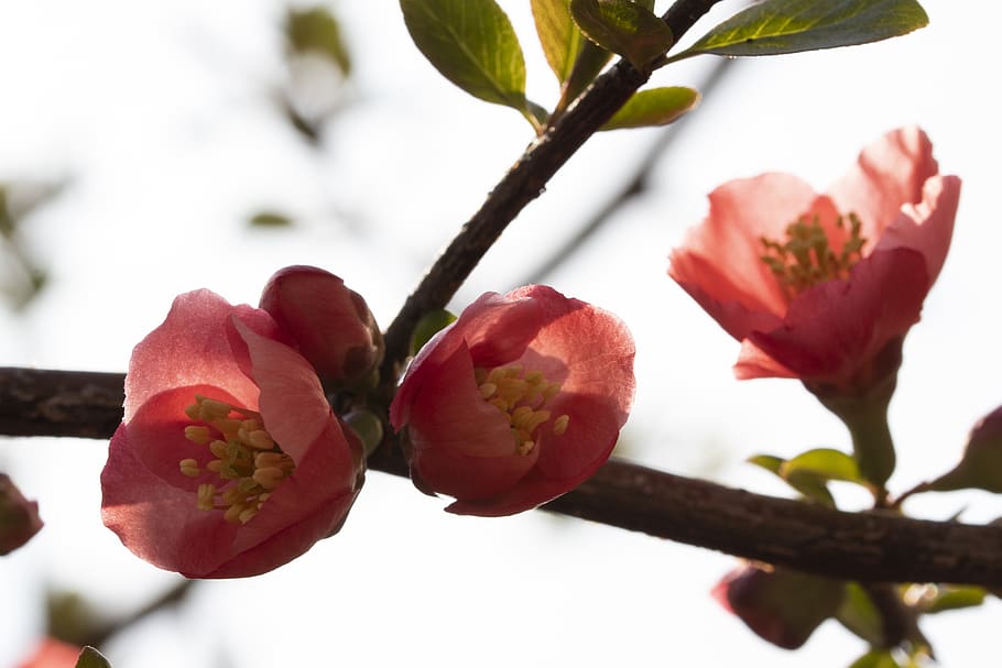 spring, spring flowers, nature, plants, garden, beautiful, flowering HD wallpaper
