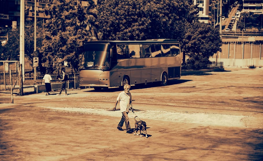 pedestrian, walkers, human, dog, pet, companion, good, protect mr chen HD wallpaper