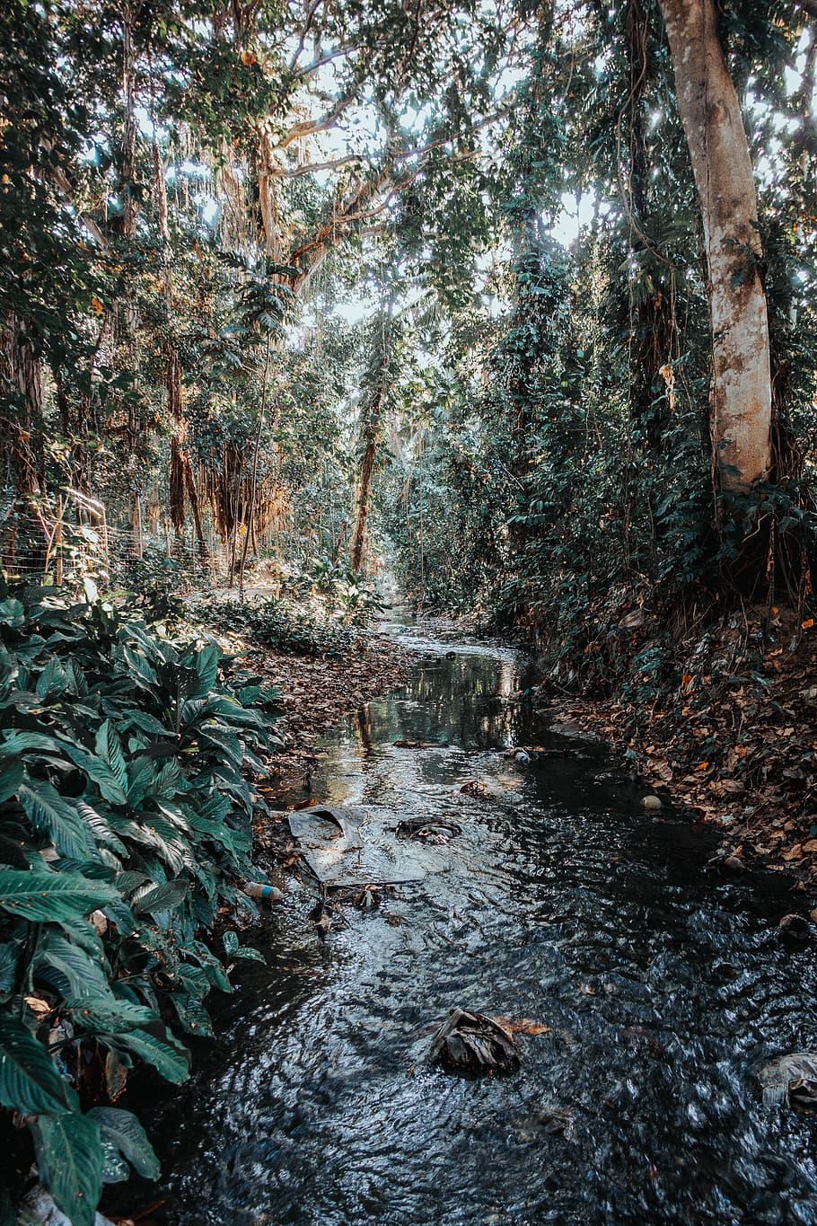 River Between Trees, environment, flowing, nature, pollution HD wallpaper