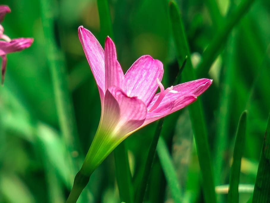 stormy blue, flower, natural, pink red, green, herbaceous, plant, HD wallpaper