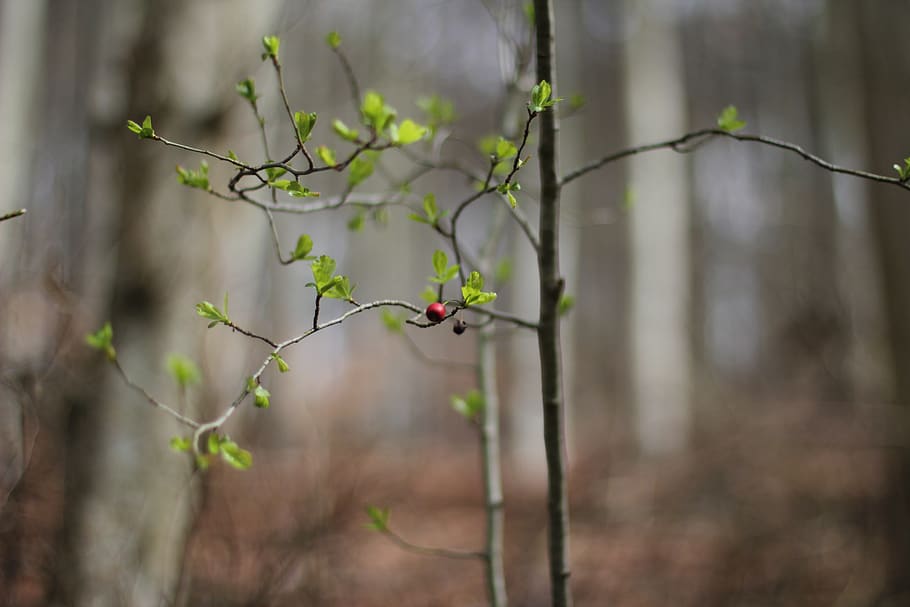 germany, freiburg, konstanz, tree, shrub, forest, berry, plant HD wallpaper