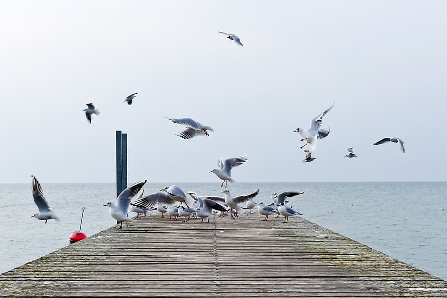 lake geneva, animals in the wild, group of animals, animal wildlife HD wallpaper