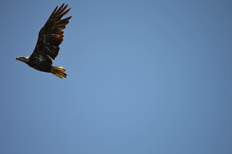 birds, bald eagle, blue sky, animals in the wild, flying, animal themes HD wallpaper