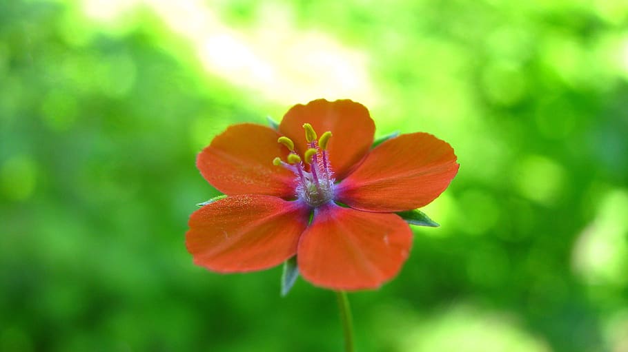 tiny, orange, flower, nature, green, plant, macro, flowering plant HD wallpaper