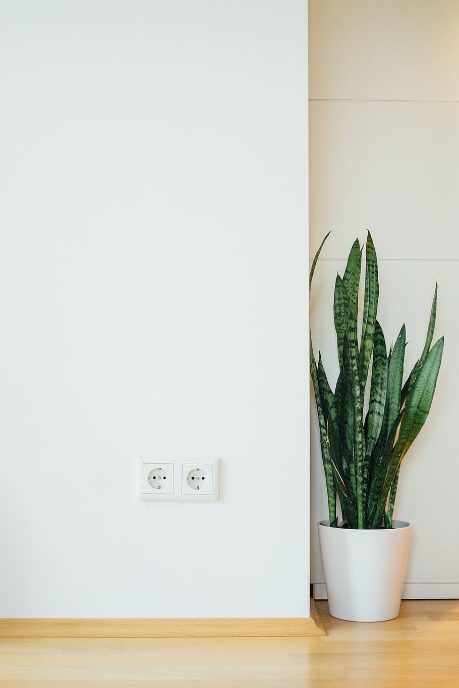 potted plant, indoors, home interior, growth, wall - building feature HD wallpaper