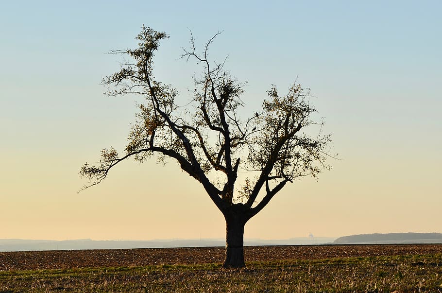tree, arable, landscape, nature, field, autumn, dusk, rural HD wallpaper
