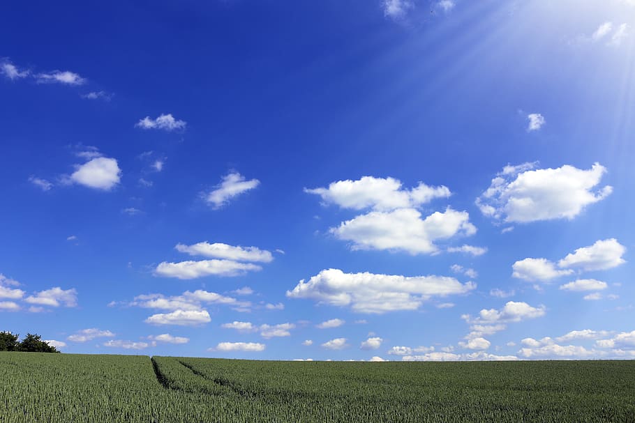 Crop Field Under Sunny Sky, clouds, desktop backgrounds, environment HD wallpaper