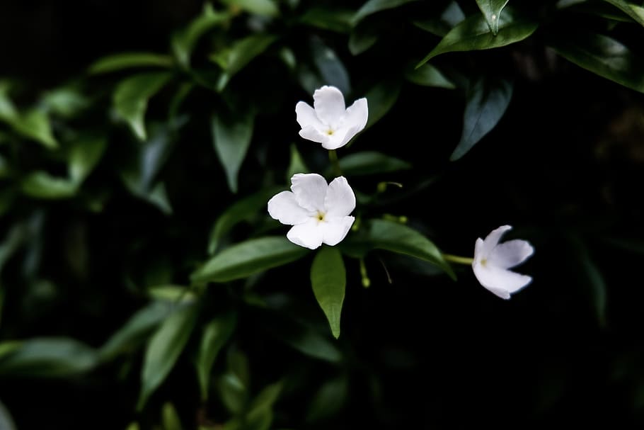 white petaled flowers, plant, blossom, acanthaceae, geranium HD wallpaper