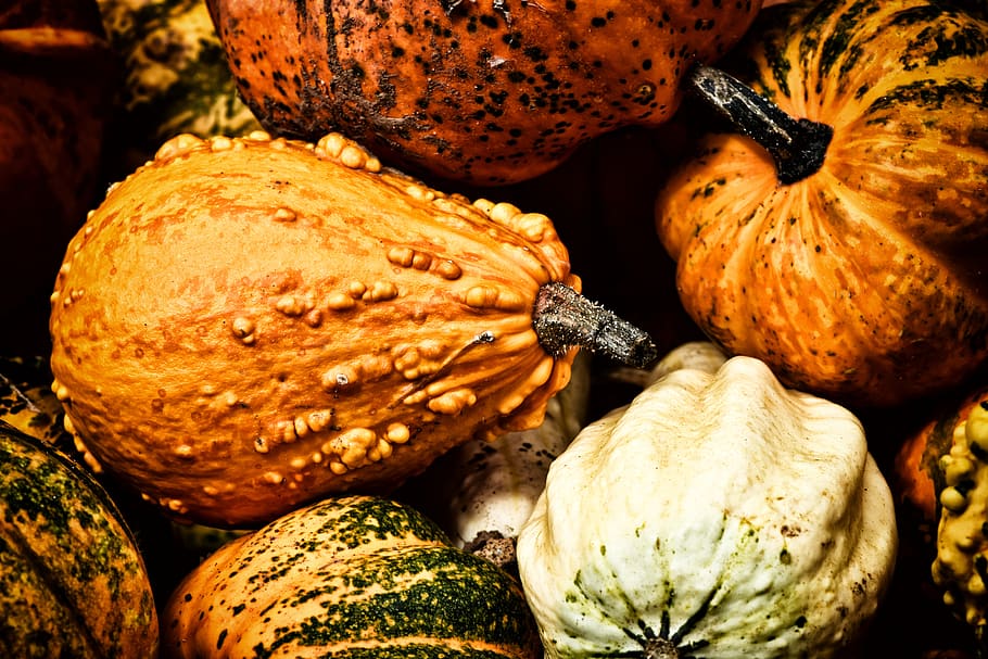 pumpkins, autumn, decoration, decorative squashes, harvest HD wallpaper