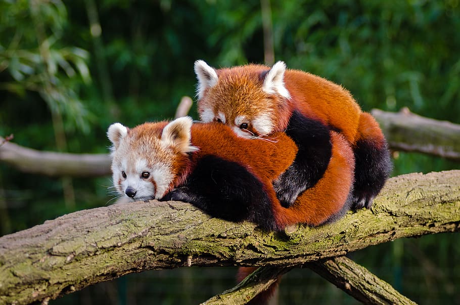 Red Pandas, animal, cuddle, cute, environment, fur, furry, HD wallpaper