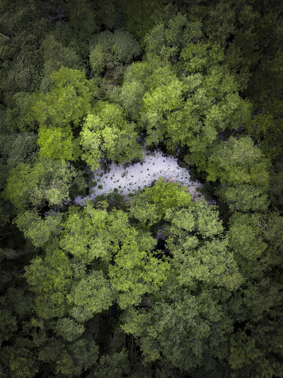 aerial photo of trees, switzerland, nyon, bush, vegetation, plant, HD wallpaper