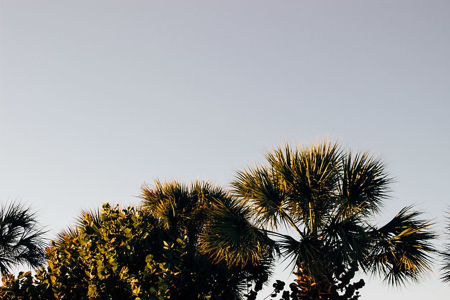 palm tree, sky, clean, minimal, trees, nature, green, natural HD wallpaper