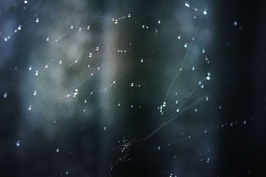 rosa, spider web, dewdrop, nature, drip, bead, macro, wet, in the fall of HD wallpaper