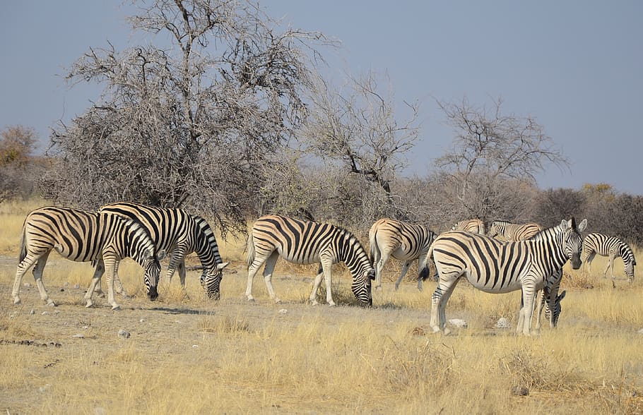 zebra, africa, namibia, etosha, stripes, black and white, striped HD wallpaper