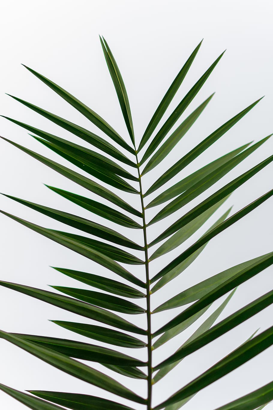 green palm leaf, plant part, green color, growth, close-up, nature HD wallpaper